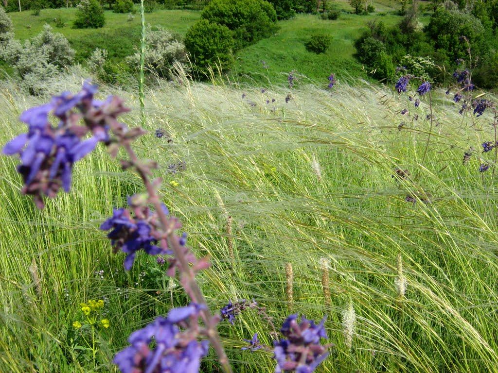 Крива Лука з panoramio.com - Крива Лука