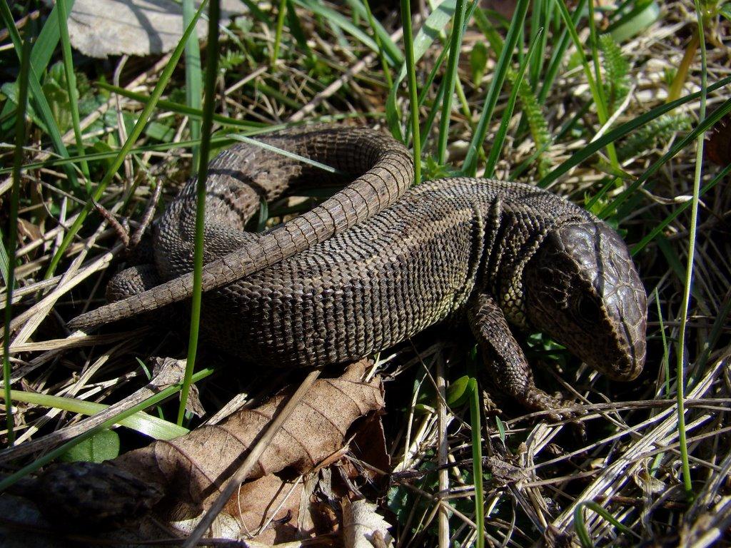 Стричава з panoramio.com - Стричава