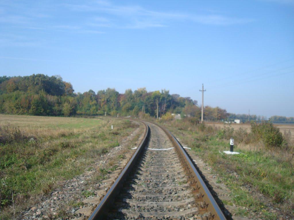 Лісоводи з panoramio.com - Лесоводы