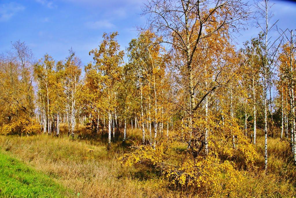 Привільне з panoramio.com - Привільне