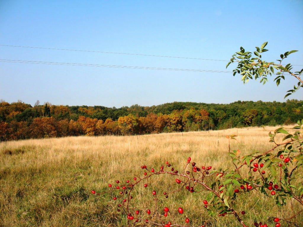 Букачівці з panoramio.com - Букачівці