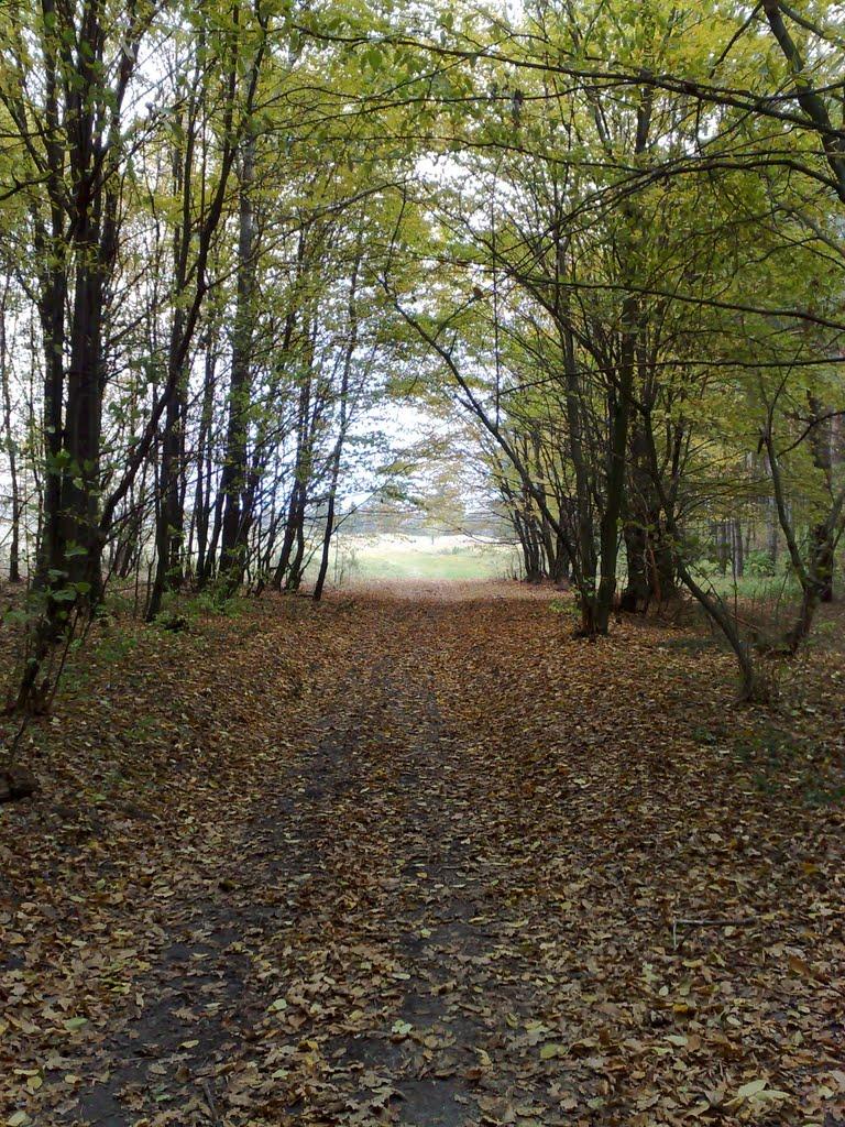 Свинарин з panoramio.com - Свинарин