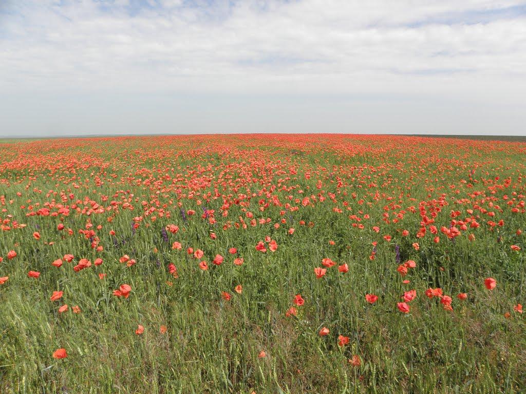 Лиманне з panoramio.com - Лиманне