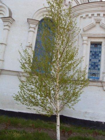 Князе-Григорівка з panoramio.com - Князе-Григорівка