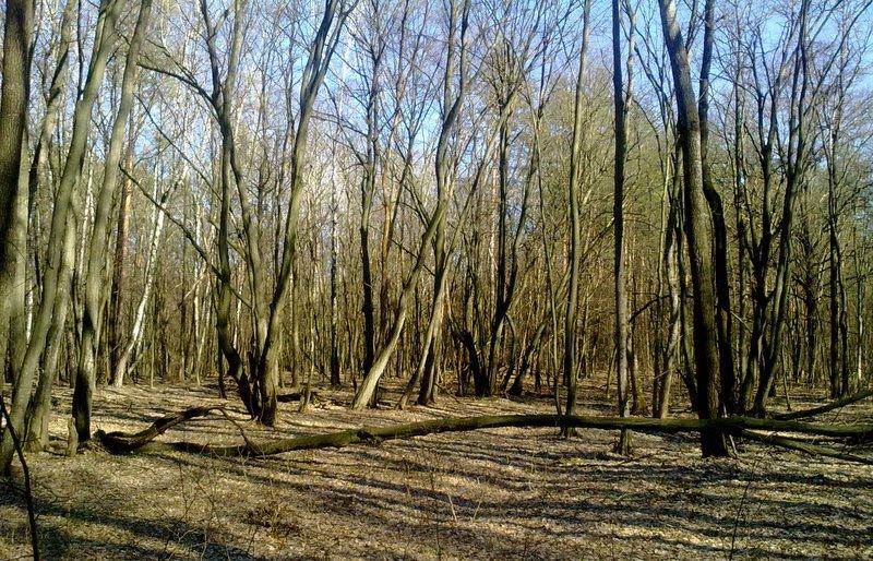 Свидівок з panoramio.com - Свидівок