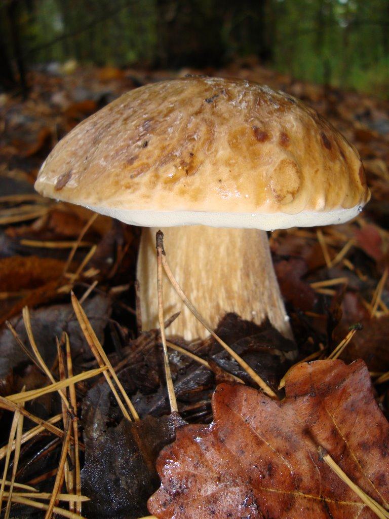 Білий Берег з panoramio.com - Білий Берег