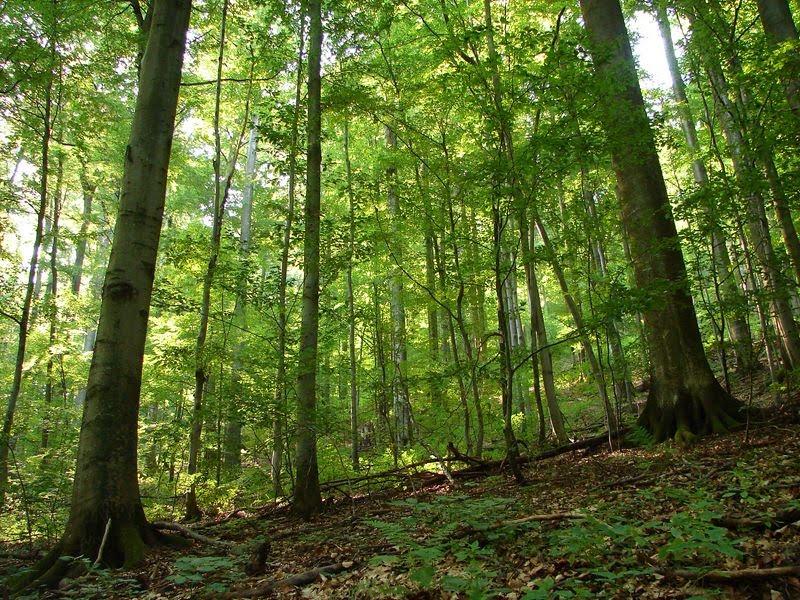 Стричава з panoramio.com - Стричава