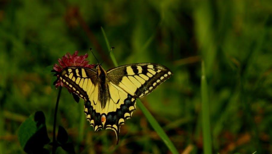 Малі Селменці з panoramio.com - Малые Селлменцы