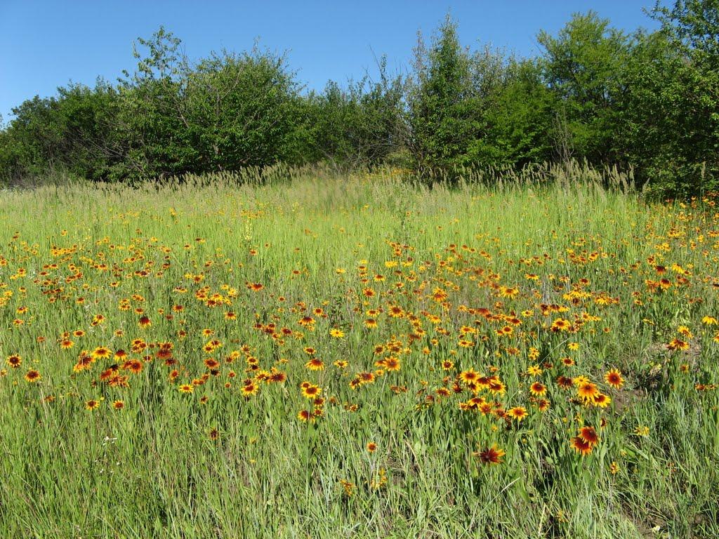 Піщанка з panoramio.com - Песчанка