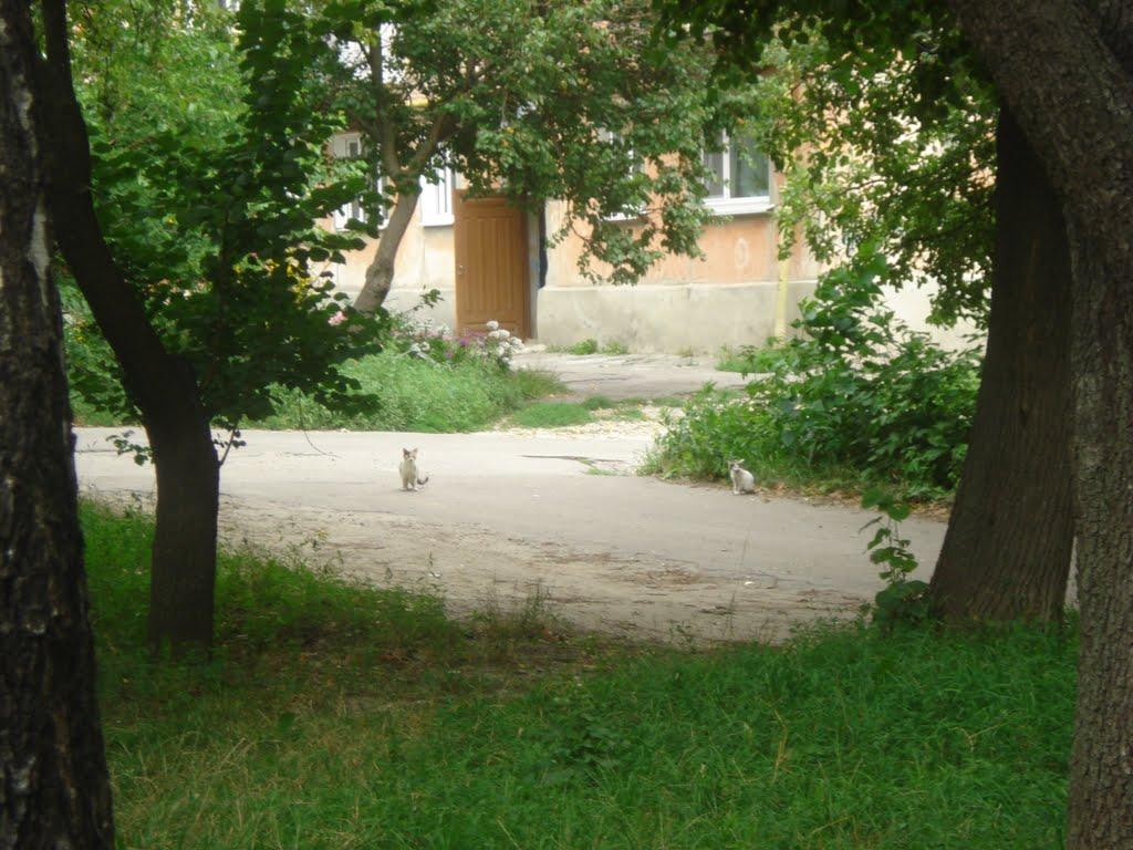 Лубни з panoramio.com (ч.2) - Лубни