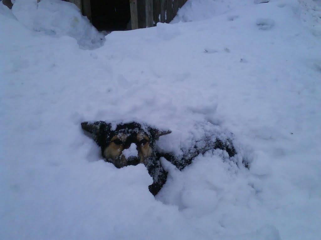 Рені з panoramio.com - Рени