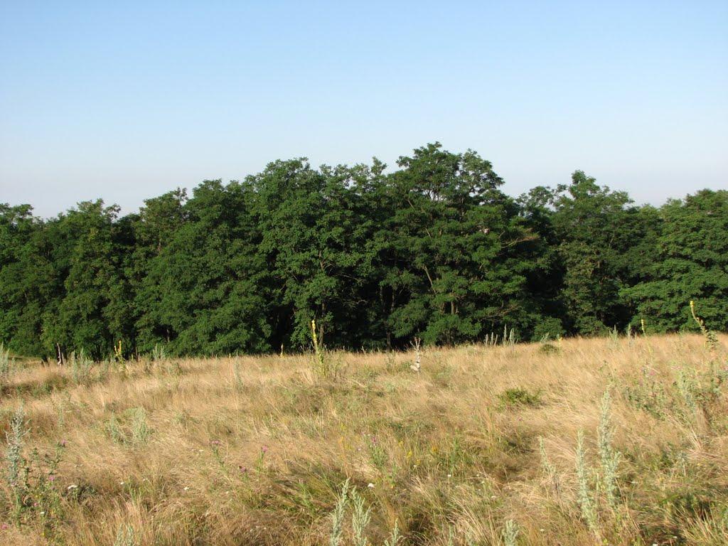 Івахнівці з panoramio.com - Івахнівці