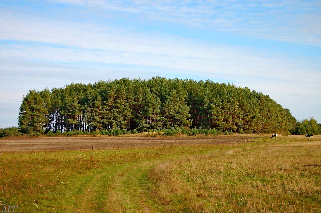 Велика Ведмежка з panoramio.com - Велика Ведмежка