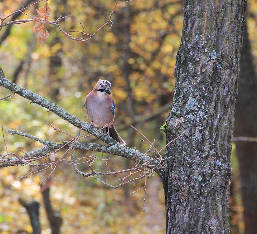 Клин з panoramio.com - Клин