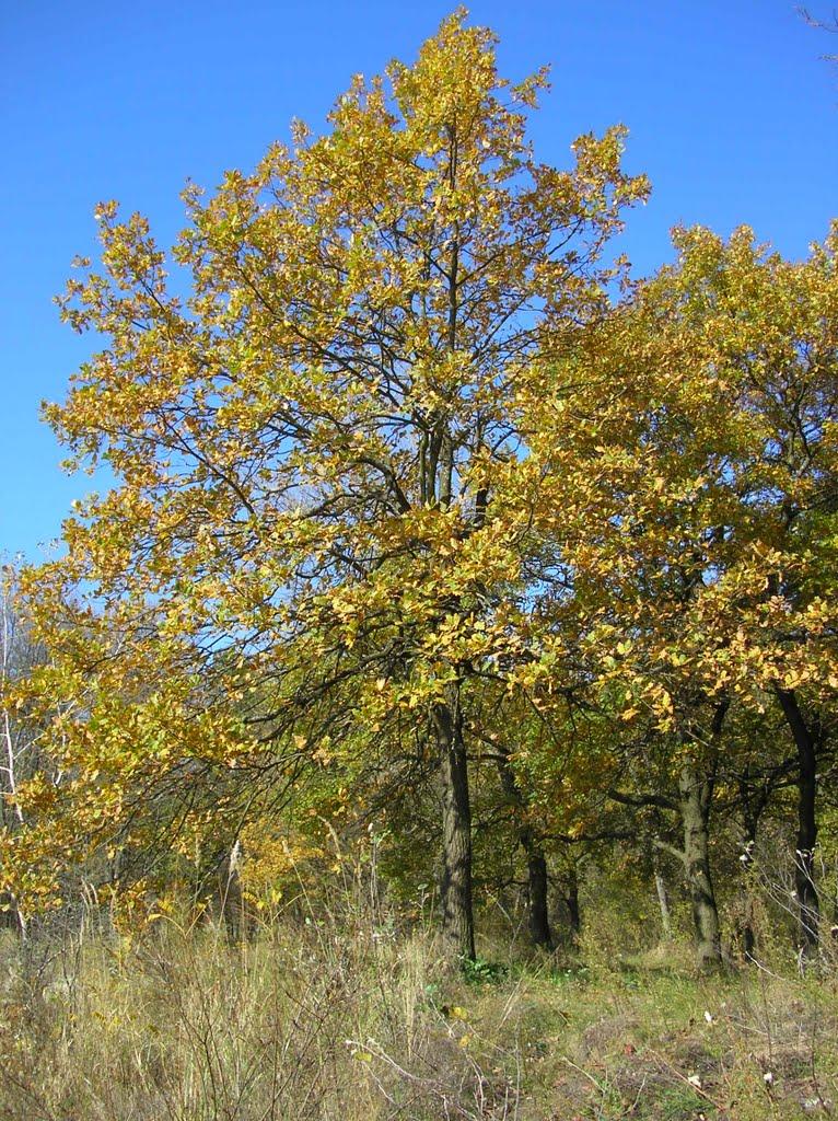 Піски з panoramio.com - Pisky