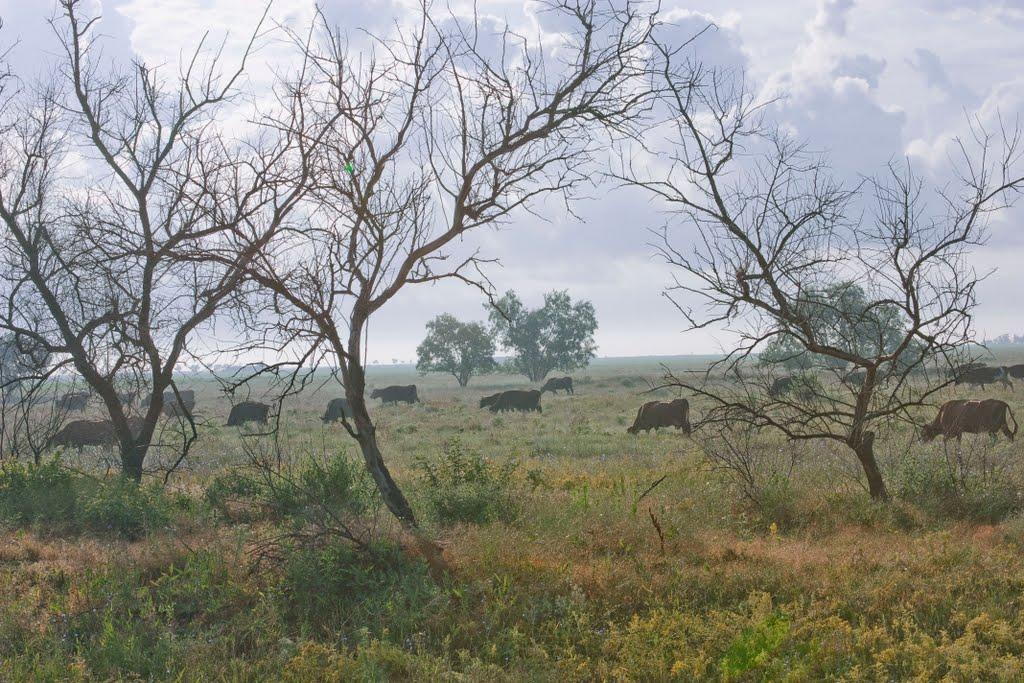 Вовчанське з panoramio.com - Вовчанське