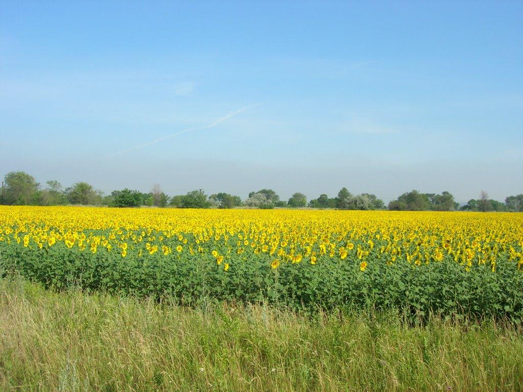 Новоселівка з panoramio.com - Новоселівка