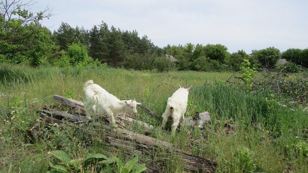 Софіївка з panoramio.com - Софиевка