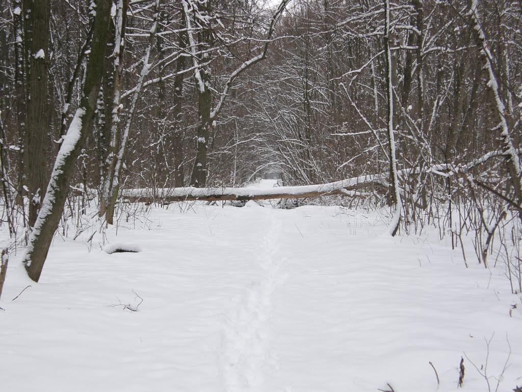 Заріг з panoramio.com - Зарог
