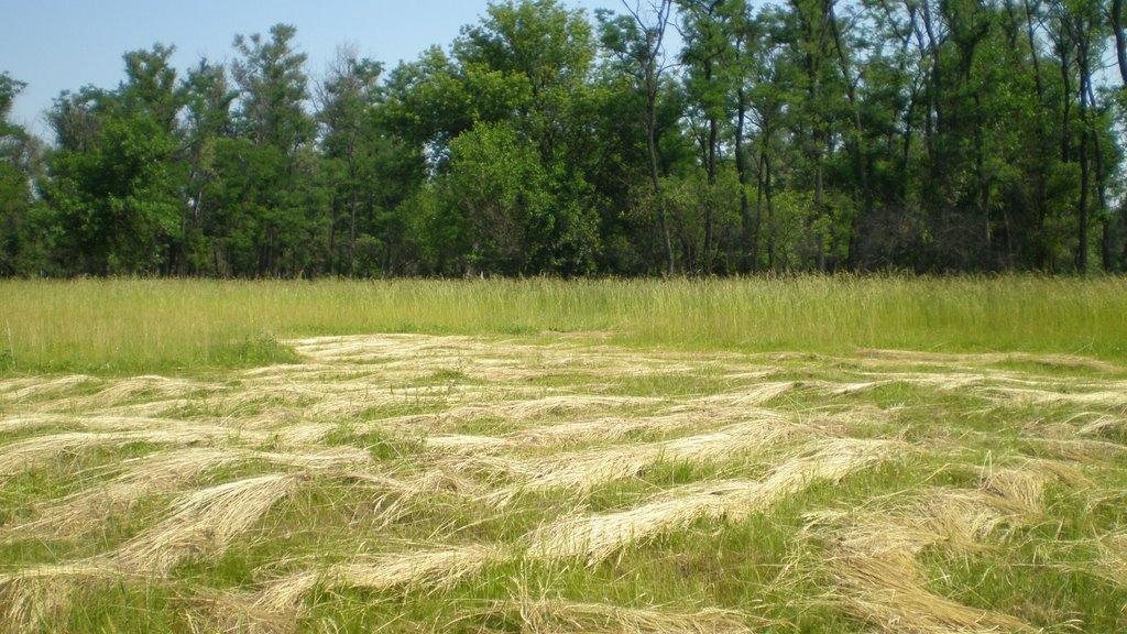Петропавлівка з panoramio.com - Петропавлівка