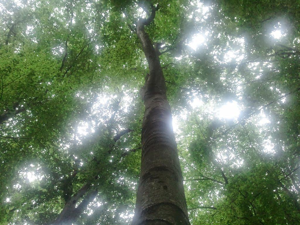 Шумляни з panoramio.com - Шумляни