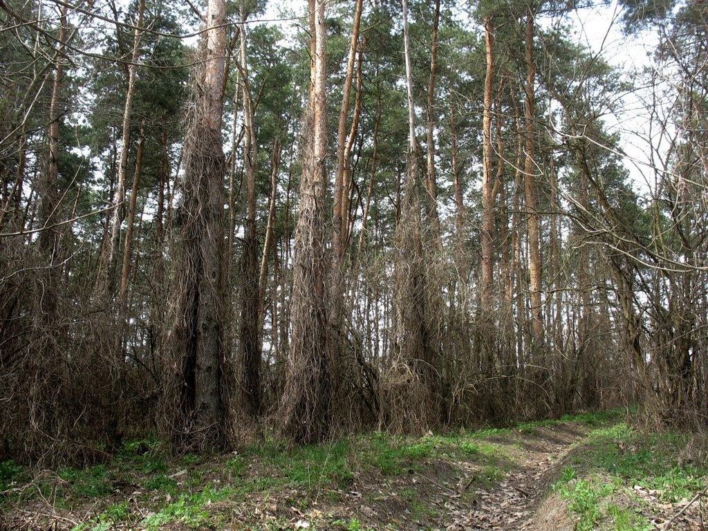 Піщанка з panoramio.com - Песчанка