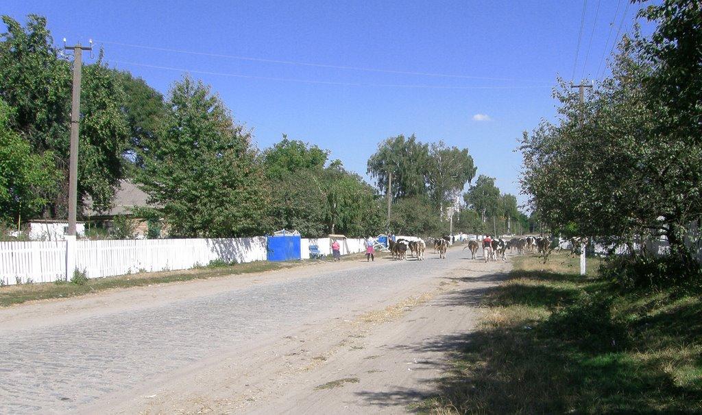 Борушківці з panoramio.com - Борушківці