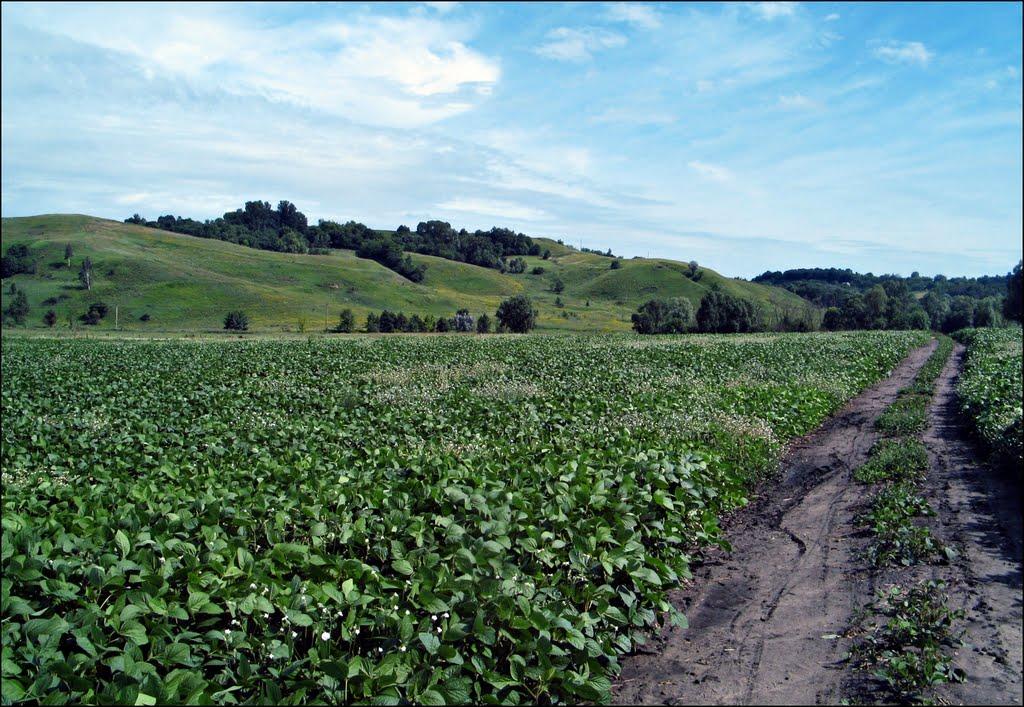 Мала Вільшанка з panoramio.com - Мала Вільшанка