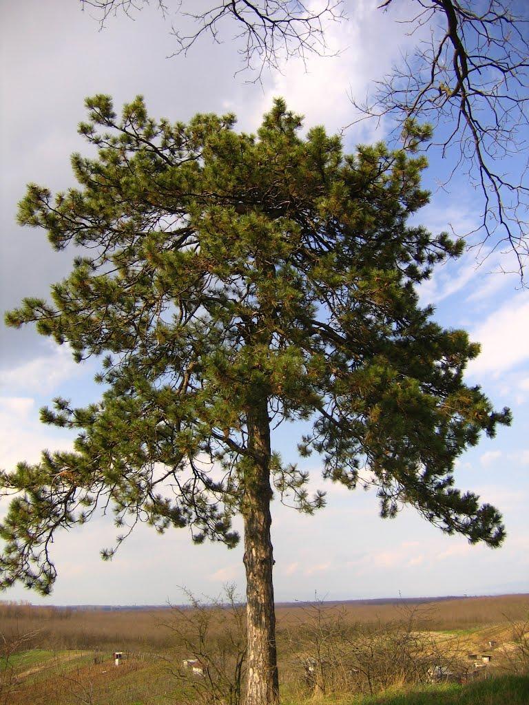 Соломоново з panoramio.com (ч.2) - Соломоново