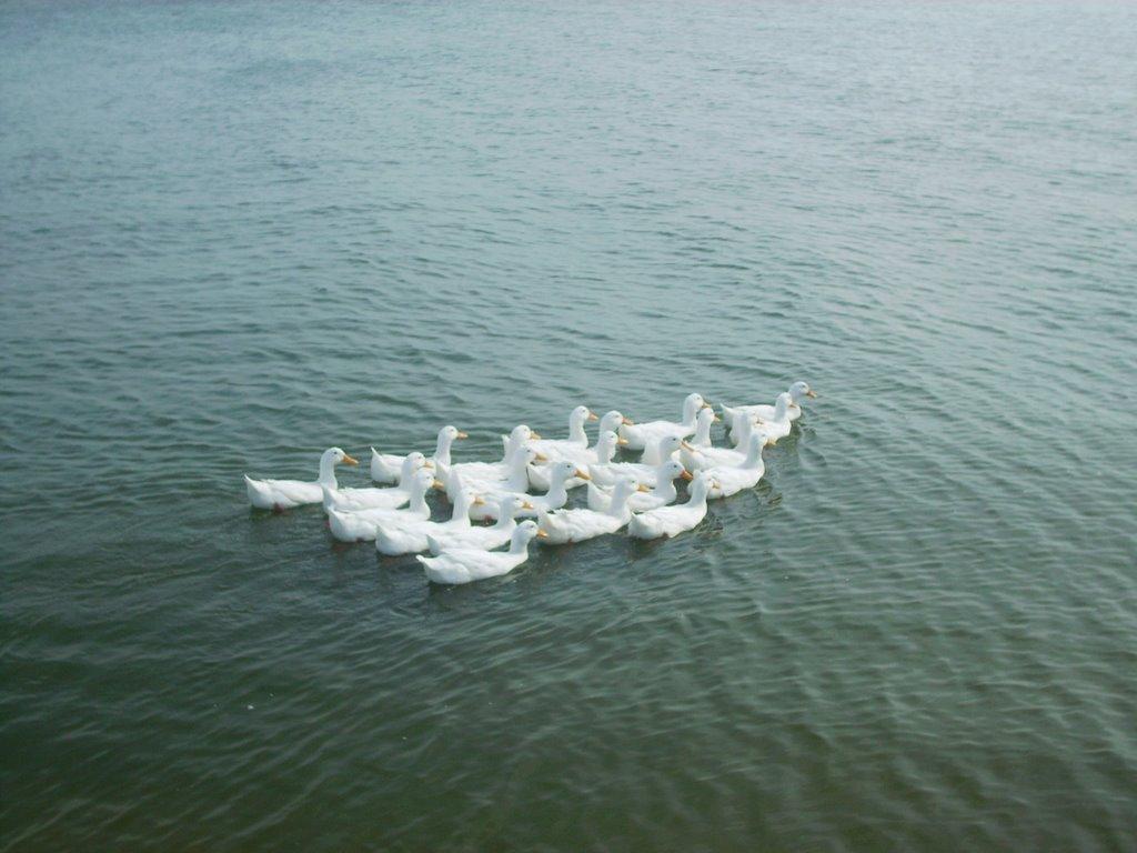 Парутине з panoramio.com - Парутине