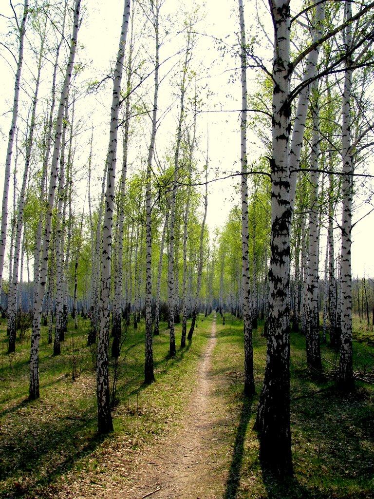 Кремінець з panoramio.com - Кременец