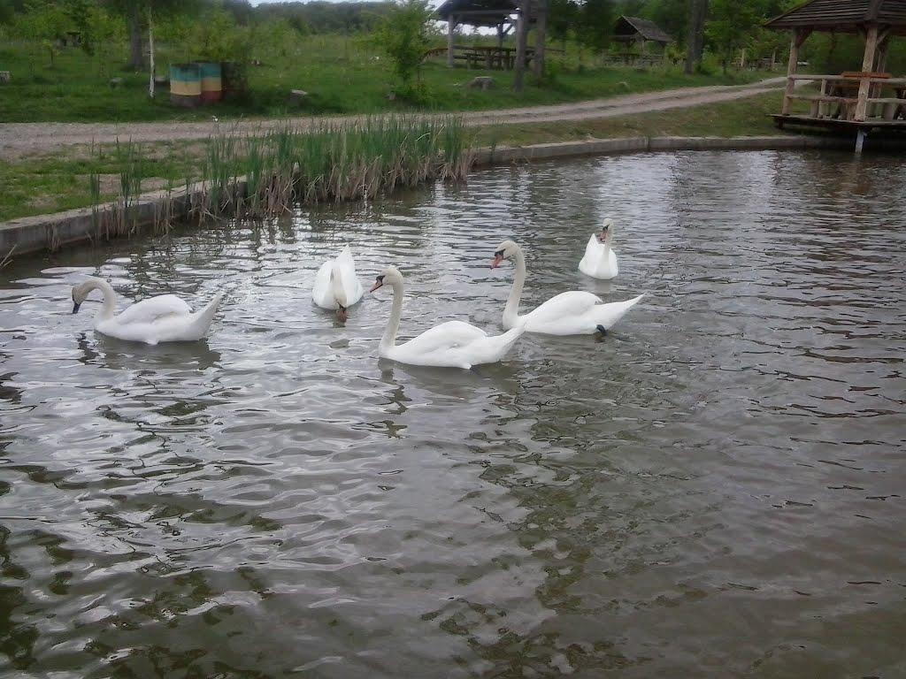 Старі Бросківці з panoramio.com - Старі Бросківці