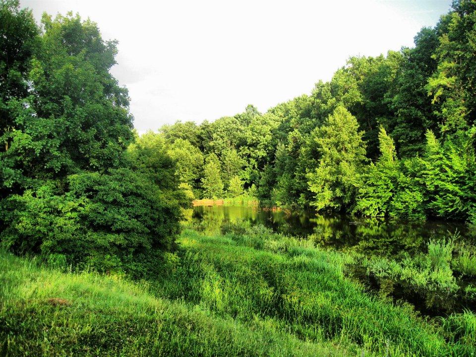 Пеньківка з panoramio.com - Пеньківка