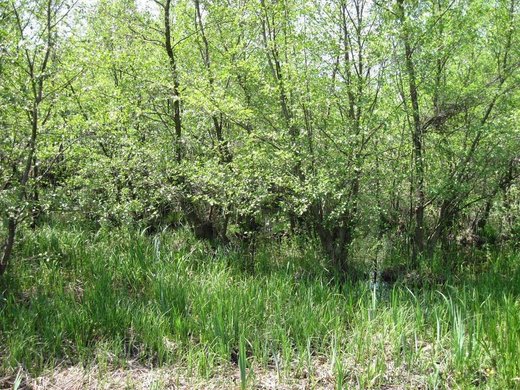 Гола Пристань з panoramio.com - Gola Prystan