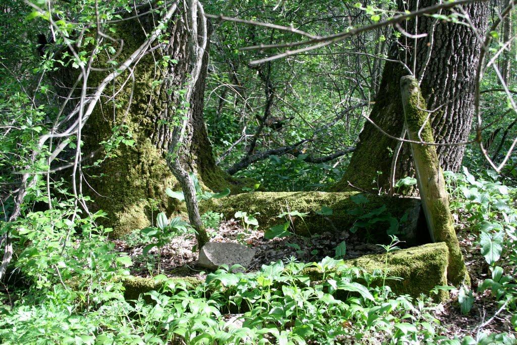 Синьокам'янка з panoramio.com - Синекаменка