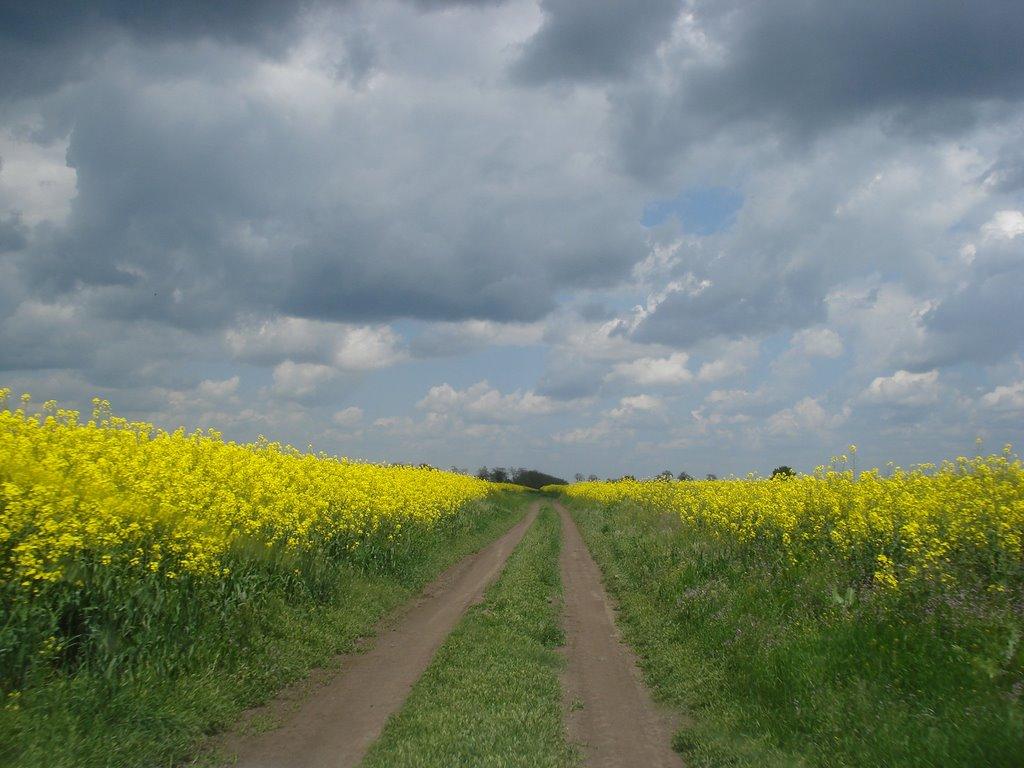 Арциз з panoramio.com - Арциз