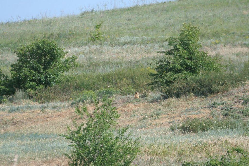 Червона Зоря з panoramio.com - Червона Зоря