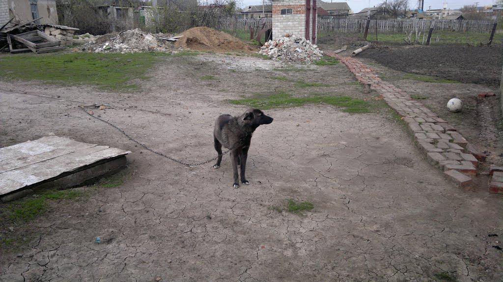 Троїцьке з panoramio.com - Троїцьке