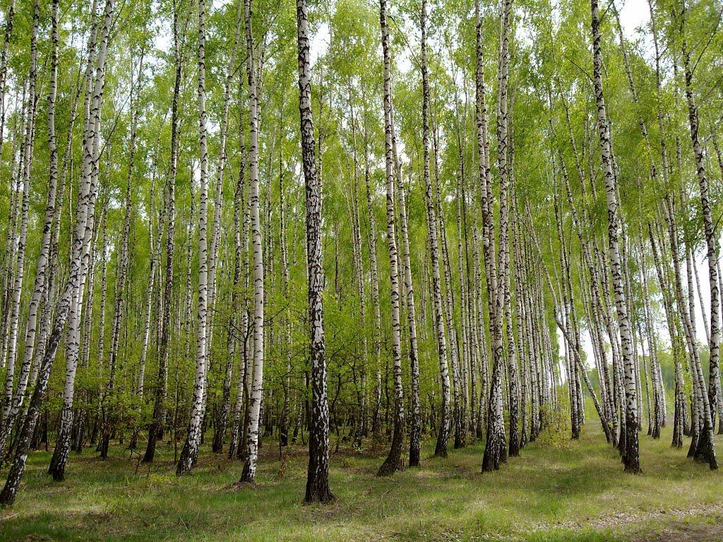 Пилиповичі з panoramio.com - Пилиповичи