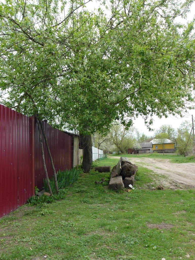 Бакаївка з panoramio.com - Бакаївка