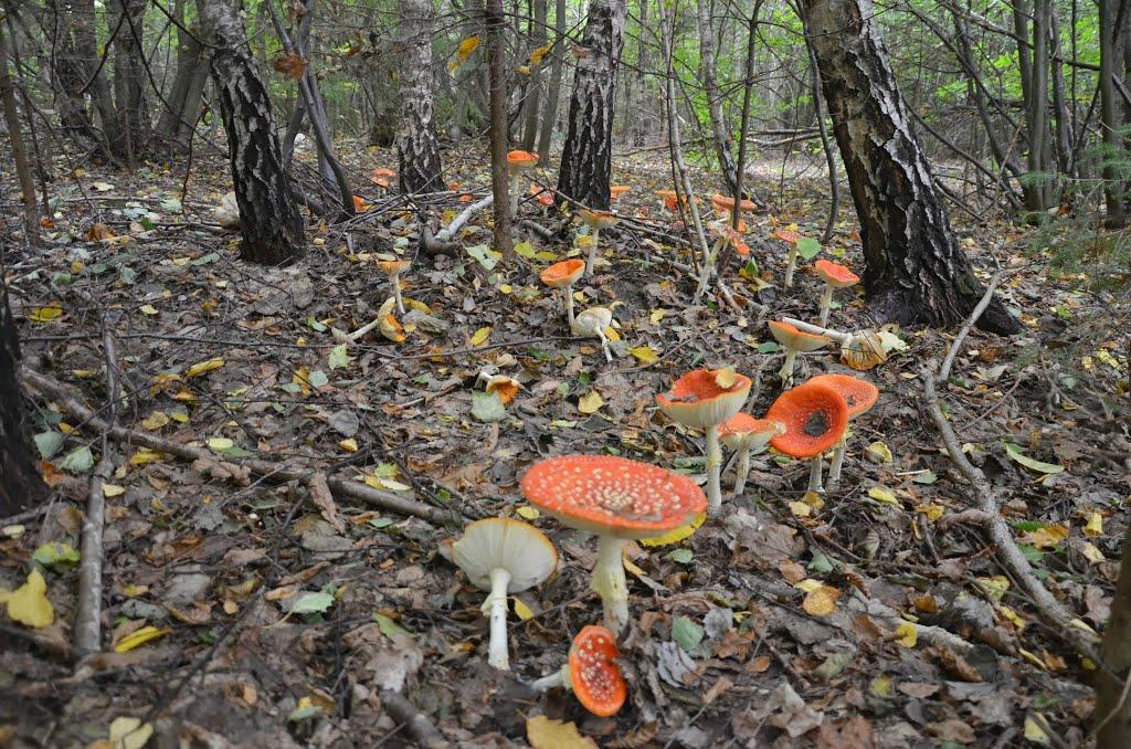 Поморяни з panoramio.com - Pomoryany