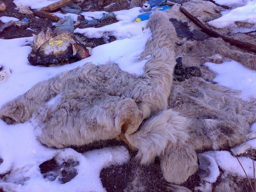 Перегінське з panoramio.com - Перегінське
