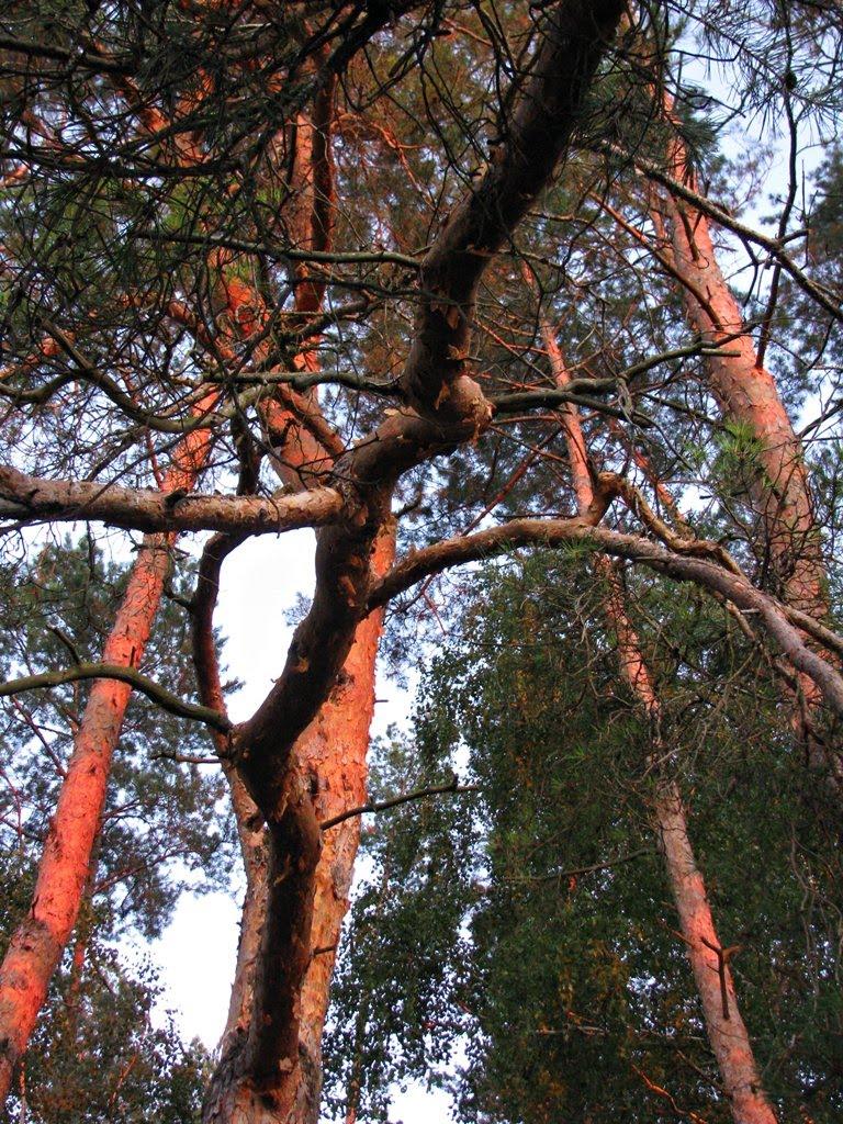 Лучківка з panoramio.com - Лучковка