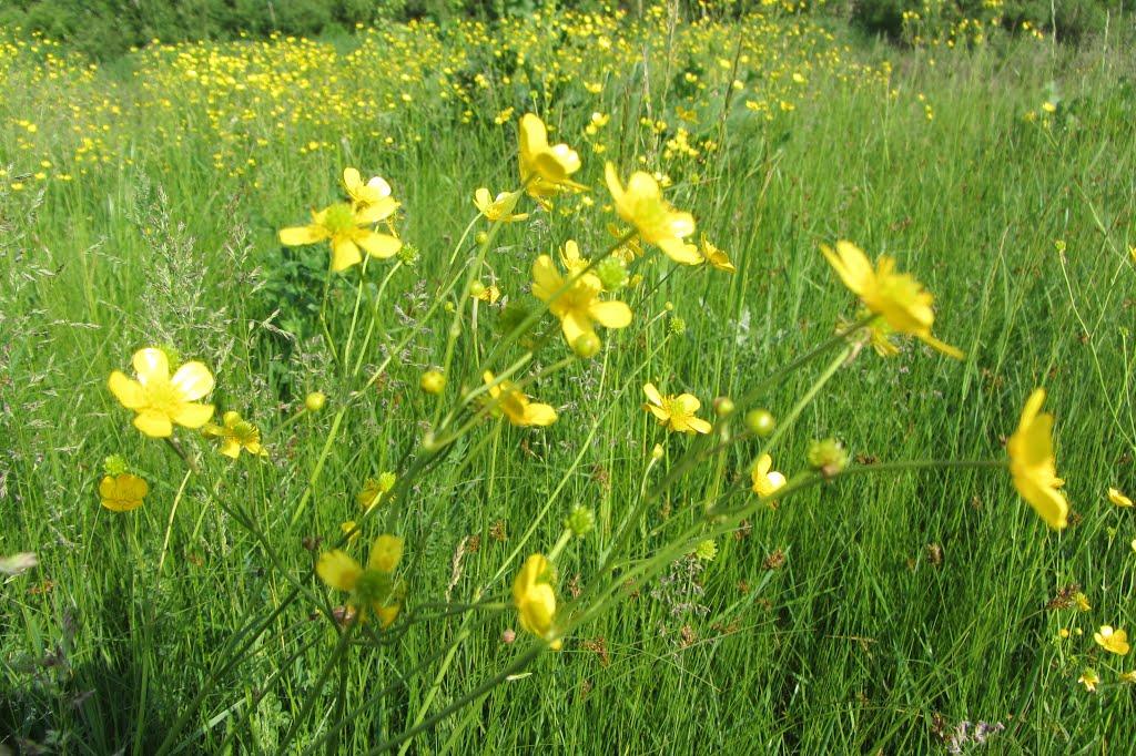 Макалевичі з panoramio.com - Макалевичі