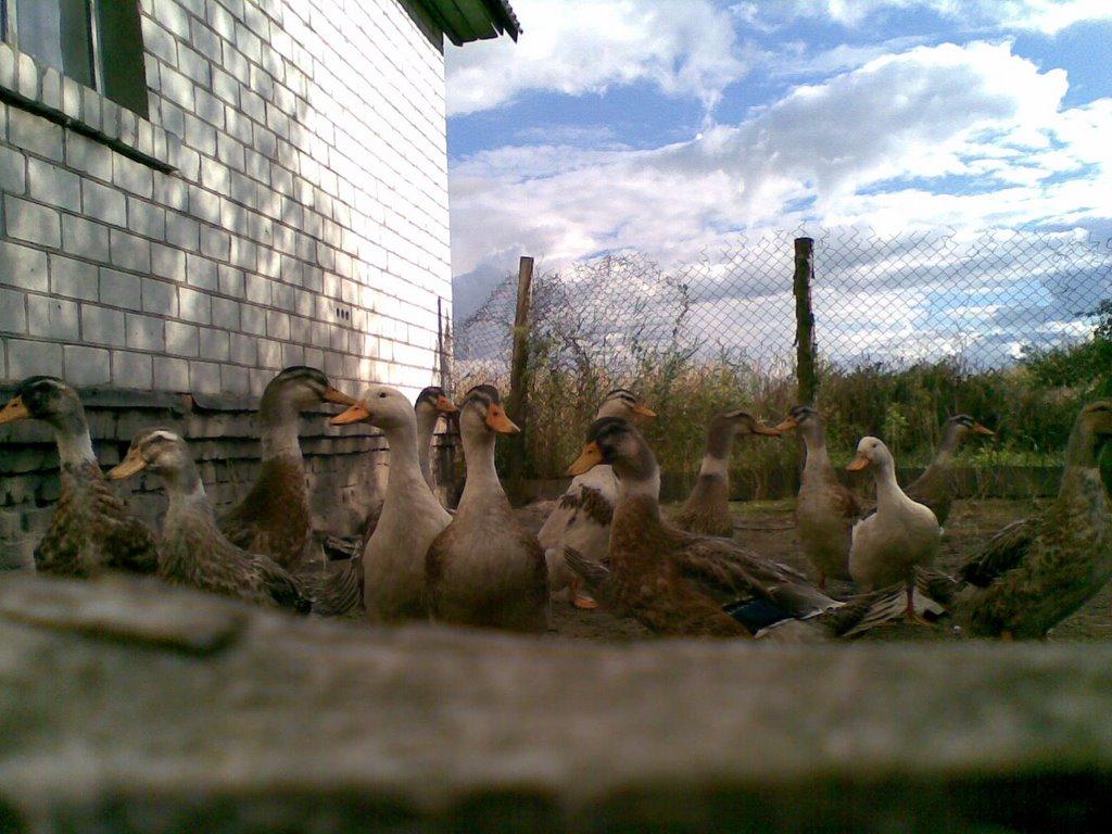 Бирине з panoramio.com - Бирине