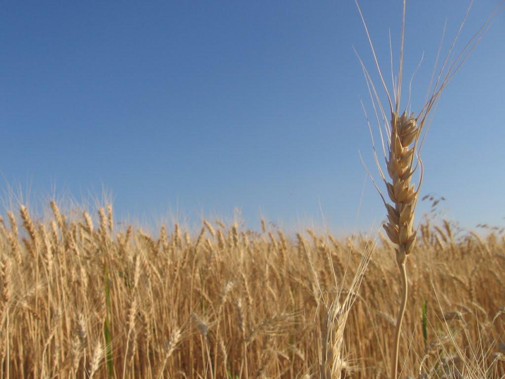 Манцівка з panoramio.com - Манцевка