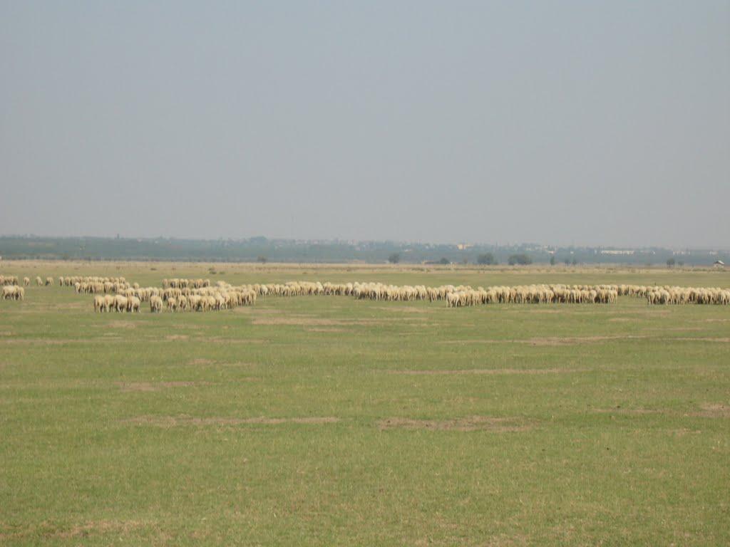 Рені з panoramio.com - Рени