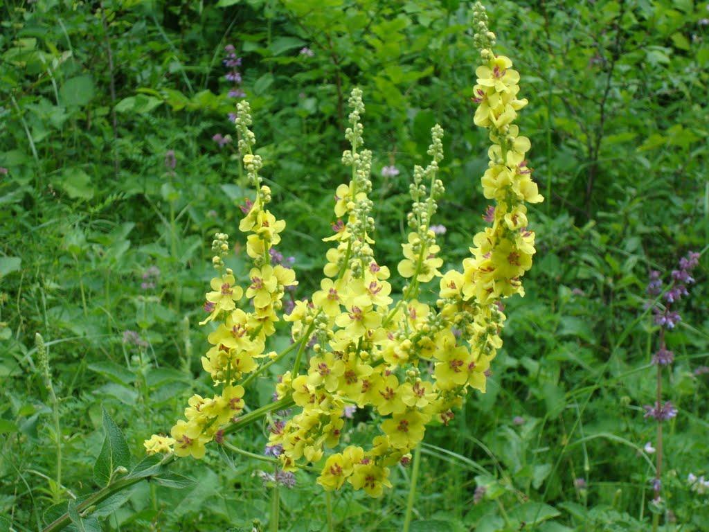 Вільховець з panoramio.com - Вільховець