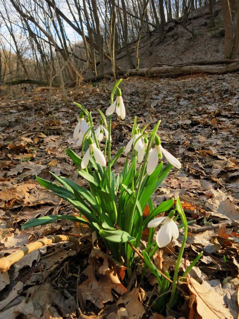 Синьокам'янка з panoramio.com - Синекаменка