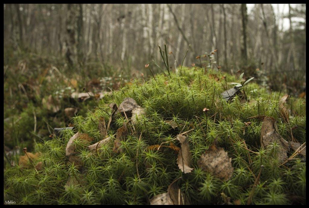 Каменка з panoramio.com - Каменка